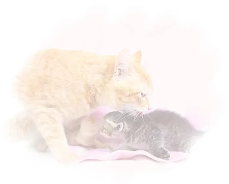 後悔しない猫選び！優良 ブリーダー 見分け 方 猫：安全で健康な子猫と出会うための絶対ガイド
